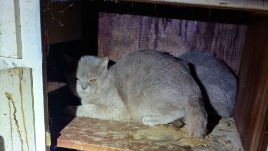 22 verwahrloste Katzen aus Wohnung gerettet