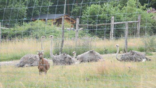 Auf der Straußenfarm gibt es nicht nur Strauße, sondern auch Ziegen.