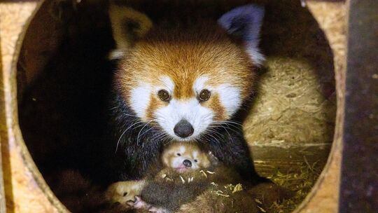 Rote Pandas im Klever Tierpark geboren