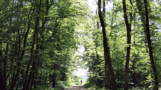 Die Wälder im Kreis Ahrweiler sind ausgetrocknet. Seit Wochen warten die Pflanzen auf Regen. Die Menschen sollen acht geben, es