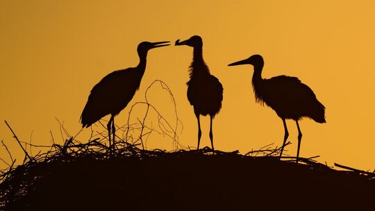 Storchennachwuchs im Sonnenaufgang