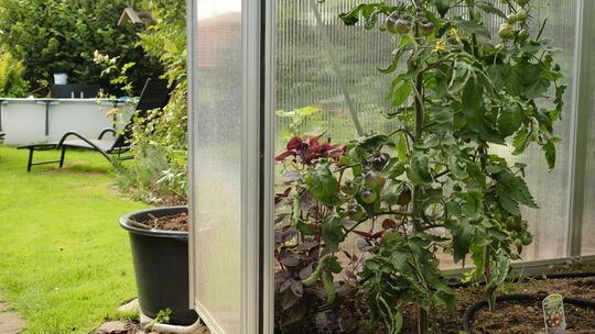 Tomatenpflanzen in einem Gewächshaus Tomatenpflanzen in einem Gewächshaus