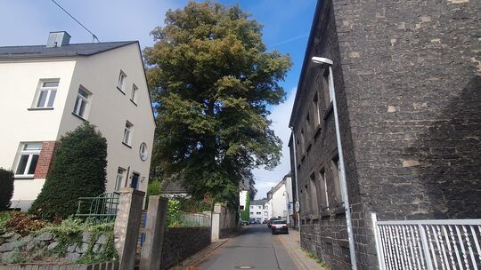 Der mächtige Lindenbaum prägt das Ortsbild von Obermendig – und macht zurzeit einige Probleme.