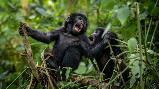 Berggorillas im Nationalpark in Uganda