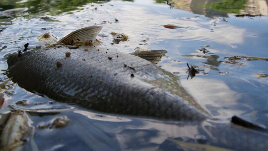 Ein toter Fisch treibt an der Wasseroberfläche. In den ersten Bächen in Cochem-Zell wurde ein Fischsterben festgestellt. (Symbol Ein toter Fisch treibt an der Wasseroberfläche. In den ersten Bächen in Cochem-Zell wurde ein Fischsterben festgestellt. (Symbol