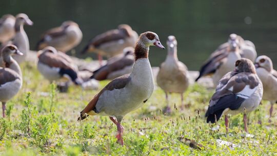 Nilgänse