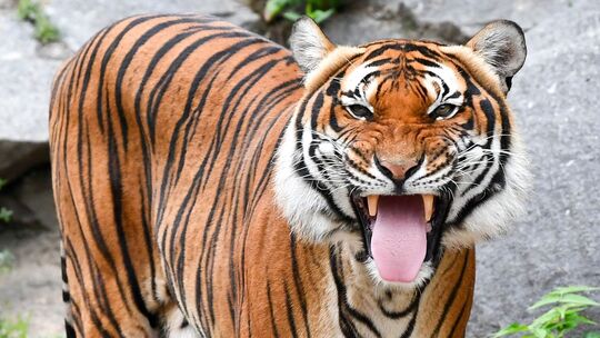 Indochinesischer Tiger
