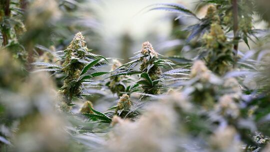Rund 600 Kilo Marihuana hat ein Senior nach Auffassung des Gerichts auf einer Plantage in Wittlich geerntet. (Symbolfoto).