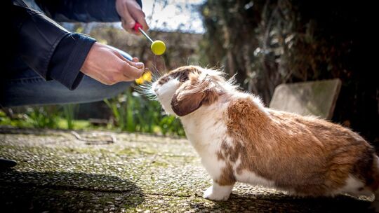 Clickertraining mit einem Kaninchen