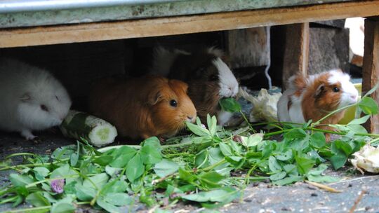 Meerschweinchen in einem Gehege