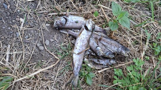 Diese toten Fische wurden im Brohlbach bei Gamlen gefunden. Es ist der erste Fall von Fischsterben im Kreis Cochem-Zell, ausgelö