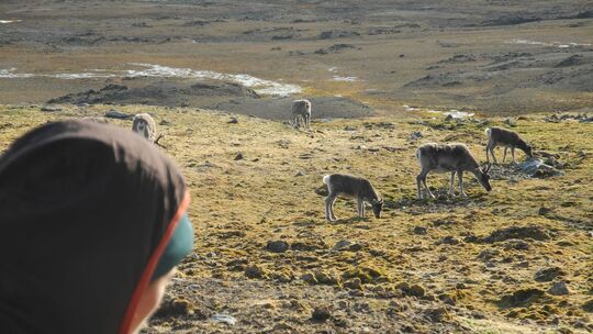 Nachschub für den Weihnachtsmann - Rentiere auf Spitzbergen Nachschub für den Weihnachtsmann - Rentiere auf Spitzbergen