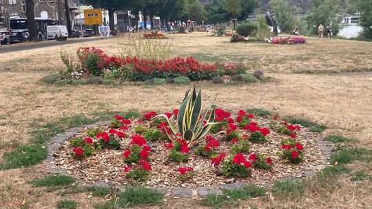 Inmitten des ausgetrockneten Rasens im Cochemer Moselvorgelände leuchten die roten Blumen. Einige Leser unserer Zeitung haben ge