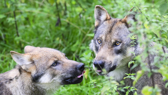 Das Monitoring hat neue Erkenntnisse über die Westerwälder Wolfspopulation gebracht. (Symbolbild)