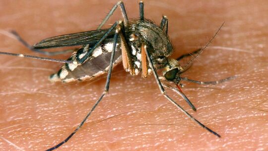 26 Infektionen mit West-Nil-Virus in Deutschland 26 Infektionen mit West-Nil-Virus in Deutschland