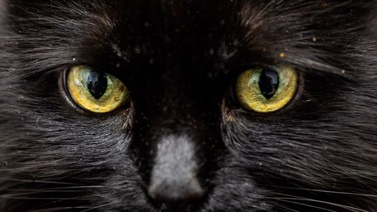 Weiß eine KI, was diese Katzenaugen sagen? Weiß eine KI, was diese Katzenaugen sagen?