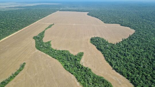 Für Sojaanbau gerodete Fläche im Amazonas-Regenwald