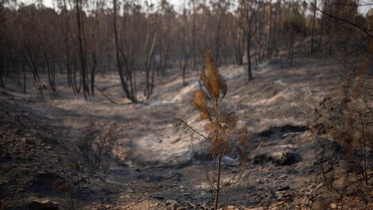 Waldbrand in Spanien Waldbrand in Spanien