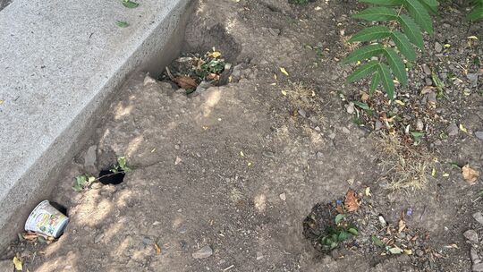 Die Löcher zu den Behausungen der Ratten am Bahnhof sind eindeutig zu erkennen - und immer wieder lugen die Tiere heraus. Die Löcher zu den Behausungen der Ratten am Bahnhof sind eindeutig zu erkennen - und immer wieder lugen die Tiere heraus.