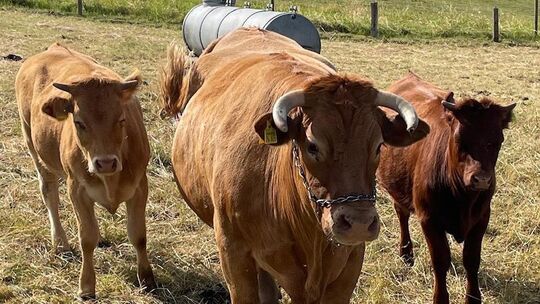 Damit Rinder, vor allem Milchkühe, nicht zu sehr unter der Hitze leiden, lassen sich Landwirte einiges einfallen. Damit Rinder, vor allem Milchkühe, nicht zu sehr unter der Hitze leiden, lassen sich Landwirte einiges einfallen.