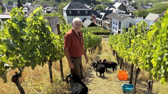 In diesem Jahr hat Winzer Gerd Josten Winzerbetrieb vom Mönchberger Hof in Mayschoß seine bretonischen Ouessantschafe zum ersten