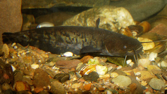 Der Wels ist der große Gewinner im Rhein. Der Fisch kommt mit den steigenden Wassertemperaturen im Fluss recht gut zurecht. Sein
