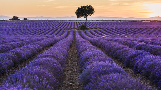 Die Sonne geht über einem Lavendelfeld in Spanien unter - ein Bild, das wir bald auch bei uns haben? Lavendel gedeiht bereits je
