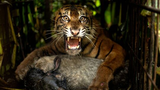 Sumatra-Tiger in Indonesien Sumatra-Tiger in Indonesien