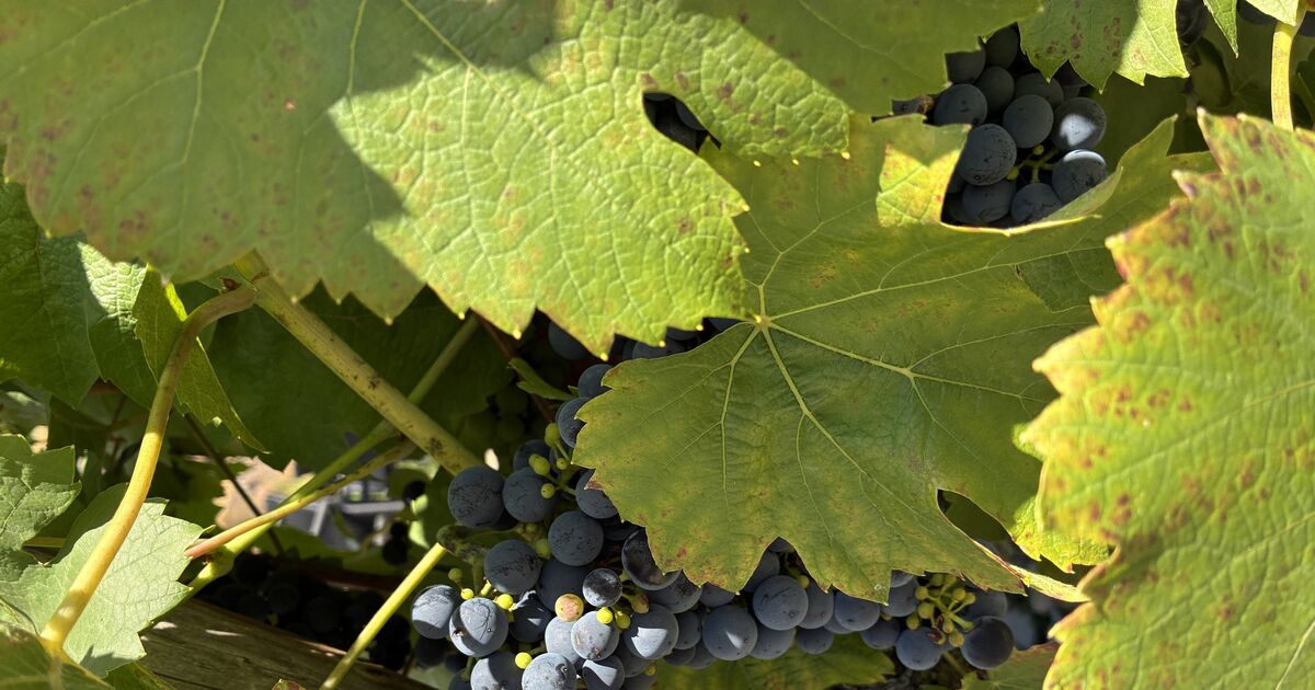 Ever earlier grape harvest: Oberwesel: How drought affects grapevines