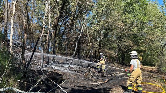 Dank dem schnellen Eingreifen der Feuerwehren aus Hamm und Wissen konnte bei einem Waldbrand zwischen Roth-Hohensayn und Thal Sc