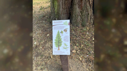 Vor einigen Bäumen im Schlosspark stehen nun diese Tafeln mit Informationen zu den Besonderheiten des jeweiligen Baumes.