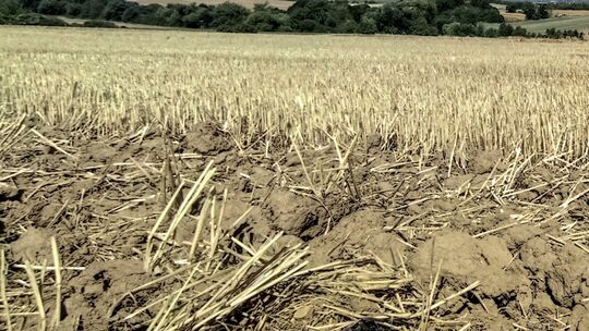 Die abgeernteten Felder müssen für die Rapsaussaat vorbereitet werden. Aktuell erschweren die trockenen Böden jedoch die Feldarb
