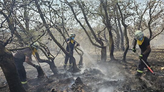 Der Waldbrand in der Vordereifel ist seit Sonntagabend unter Kontrolle. In dem 50 Hektar großen Gebiet bekämpfen zahlreiche Feu