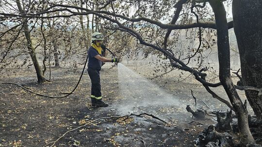 In dem 50 Hektar großen Gebiet bekämpfen zahlreiche Feuerwehrleute noch Glutnester und Wurzelbrände.