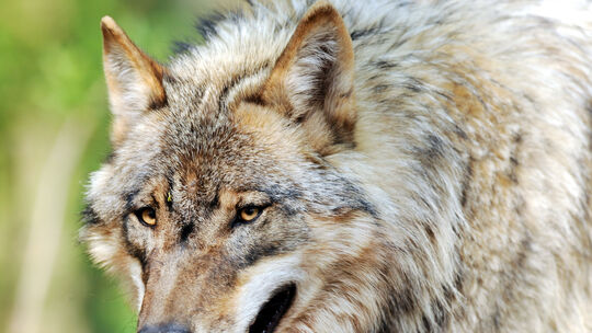 Vier Ziegen wurden in der Verbandsgemeinde Daaden-Herdorf tot aufgefunden. Nun wird untersucht, ob der Angreifer ein Wolf war.