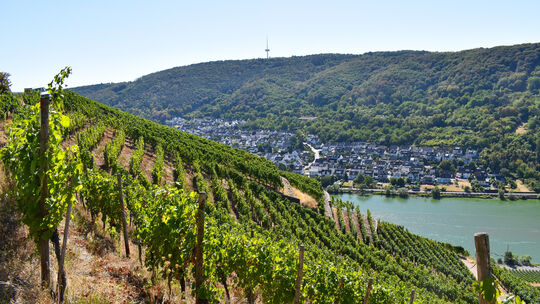 Die Weinberge an Rhein und Mosel stehen wegen der Extremhitze unter Druck.