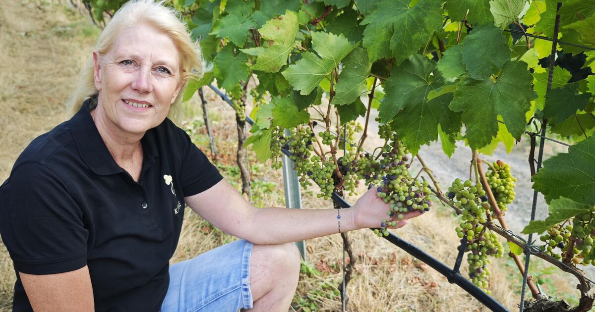 Heat is affecting vines on the Rhine: Drought is challenging winegrowers ...