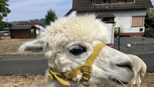 Tiere und Café-Gäste können sich ungehindert begegnen.