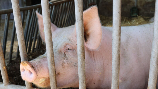 Rinder, Schweine und Hühner gehören zum Betrieb.