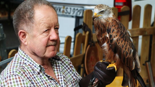 Einige Falkner stellten beim Handwerkermarkt ihre Greifvögel vor. Hier lässt sich der Rotmilan Luna bestaunen.