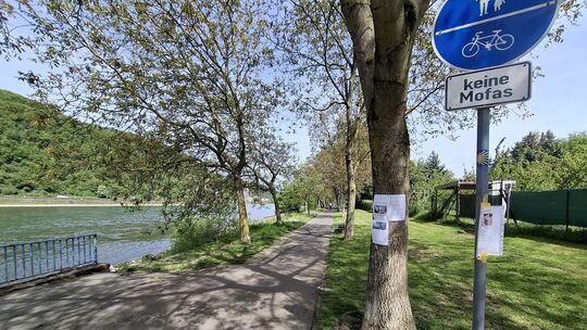 Die Walnussallee ist prägendes Element der Rheinpromenade in Niederlahnstein. Doch möglichweise müssen die Walnussbäume dem neue