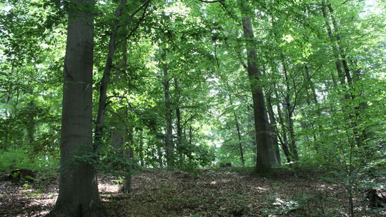 Für 10 Euro pro Quadratmeter kann jeder bei der Stadtverwaltung einen Anteil des Urwald-Refugiums erwerben.