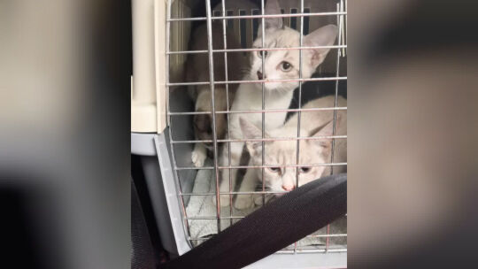 Der Verein „Tierhilfe mit Herz“ hilft unter anderem Katzen in größerer Not. Um Katzen zu schützen und ihnen ein artgerechtes Leb
