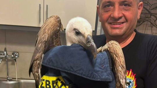 Gänsegeier verhindert Flugzeugstart Gänsegeier verhindert Flugzeugstart