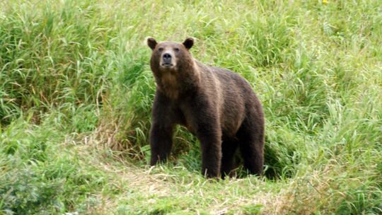 Kamtschatka-Braunbär Kamtschatka-Braunbär