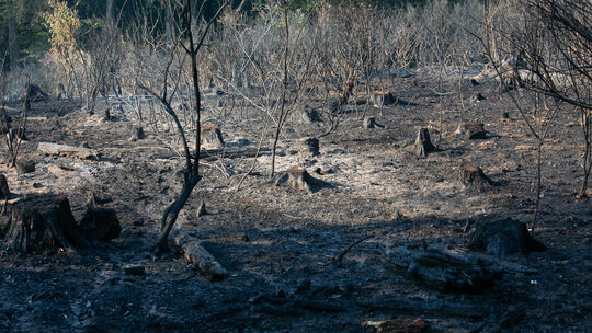 Der große Waldbrand bei Langscheid hat gezeigt, wie verwundbar die Natur nach langen Hitze- und Trockenphasen sein kann. Doch wi Der große Waldbrand bei Langscheid hat gezeigt, wie verwundbar die Natur nach langen Hitze- und Trockenphasen sein kann. Doch wi