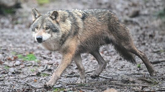 Wolf Wolf