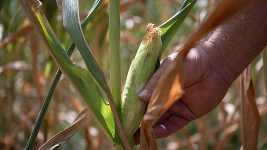 Trockenheit in der Landwirtschaft Trockenheit in der Landwirtschaft