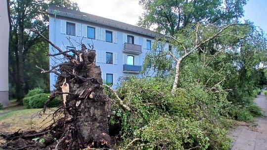 Sturmböen haben diesen Baum in der Langendorfer Straße in Neuwied umgedrückt.