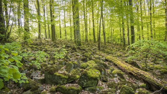 Wie geht es weiter im Naturschutzgebiet Nauberg im Westerwald? Das Landesamt für Geologie und Bergbau hat bestätigt, dass das zw
